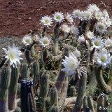 Trichocereus spachianus ©JL.jpg